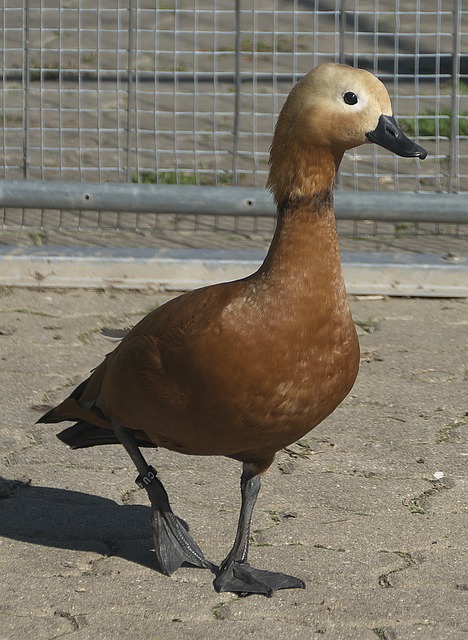 狂砍