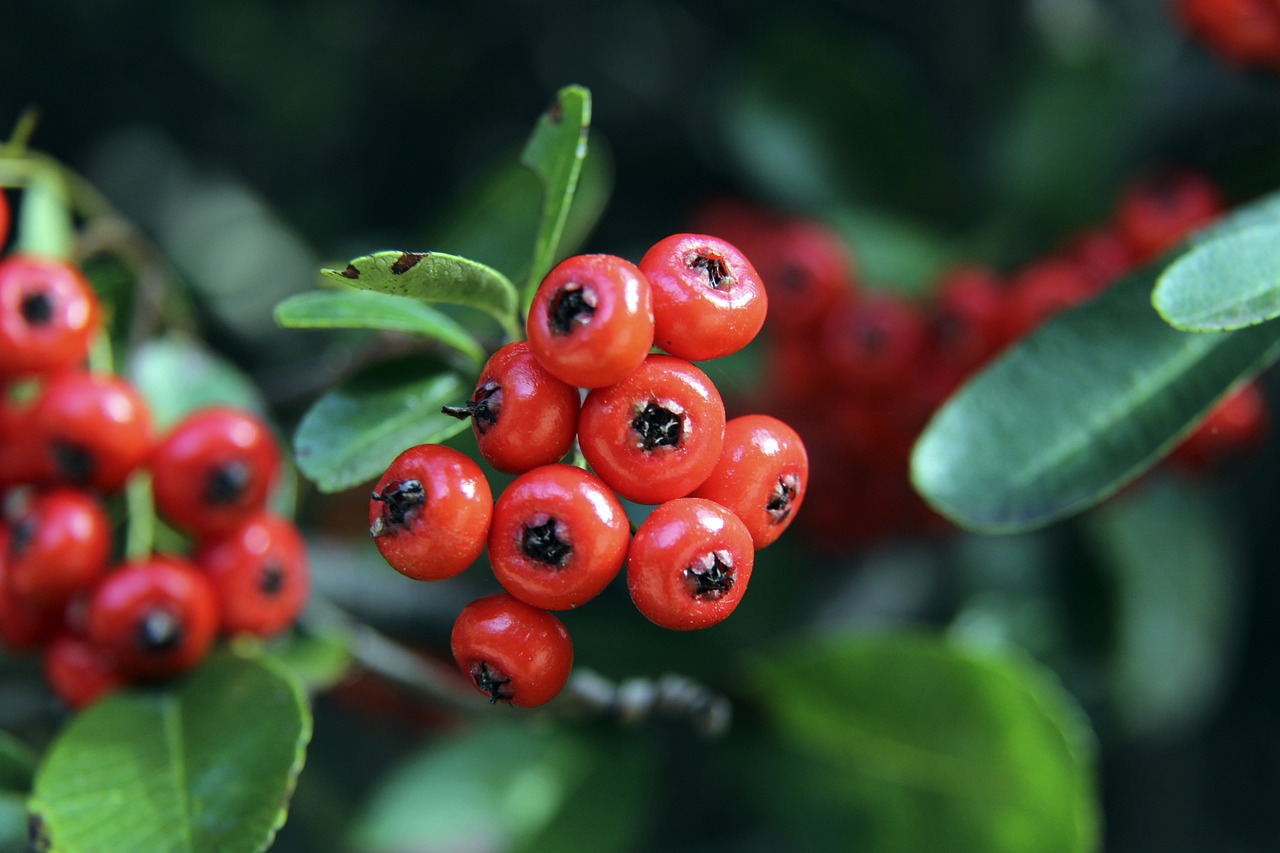 克爱好者 克爱好者